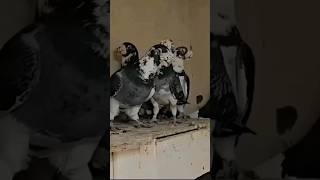 Dragon pigeons. Pigeons breeder and exporter.#viralvideos #ytshorts #allaboutpigeontips #shorts