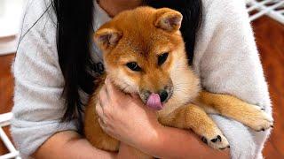 Is Shiba Inu easy to raise? Teach you the experience of Shiba Inu not getting sick