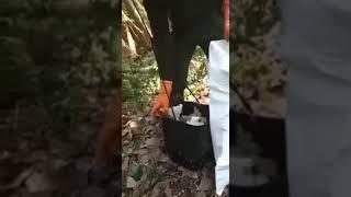 Ngeri!!! begini cara memanen Madu langsung dari sarangnya