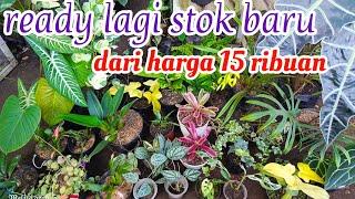 stok tanaman hias kembali penuh. yuk di kepoin lagi bosku..