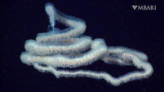 The woolly siphonophore thrives in the deep sea by stretching out to catch a meal