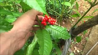 Sarcandra glabra - Powerful Medicine with Wonderful Aroma