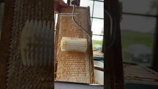 Using an Uncapping Roller #beekeeper #beekeeping #bees #beehive #honey #honeyharvest