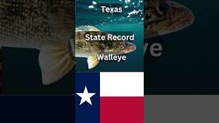 How big is the Texas state Record Walleye?