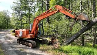 Cutting down more dead pine trees