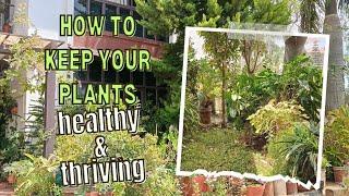 How to keep your plants healthy & thriving | Tips to care for different plants in the garden