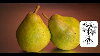 Pruning pears easily explained - fruit tree pruning - winter pruning