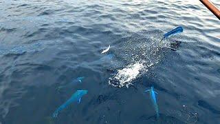 Pesca con carnada viva en altamar || Pesca de dorados