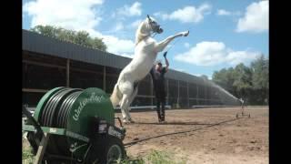 Water Horse Arena; Matt McLaughlin on using the Water-Reel to Water Horse Arena