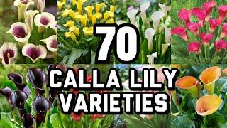 70 CALLA LILY VARIETIES With Names / Calla Lily flower | CLASSIFICATIONS WITH NAMES