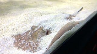 Freshwater Stingray Care Guide - Is a Stingray Home Aquarium Right For You?