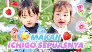 MAKAN SEPUAS NYA ‼️ICHIGO GARI DI TAMANA