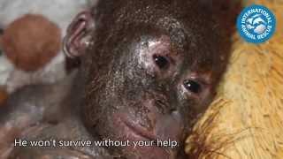 Baby orangutan is rushed to rescue centre in shocking state