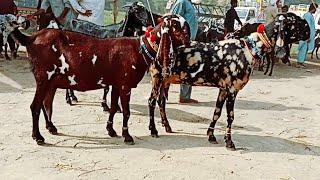 Bakra Mandi sahiwal ki update beetal Bachon wali Bakrian 03124058010 Altaf goat farm