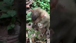 Funny group of Monkey Specail Clips  #shortvideos #Funnyvidoes #shortvideoformonkey 143