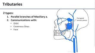 8 Pterygoid Venous Plexus