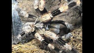 Dave's little  Beasties  Feeding Rules