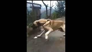 Most Aggressive Real Giant TURKISH KANGAL DOG  #shorts