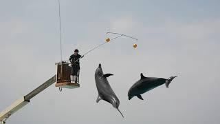 돌고래의 공중제비 돌기! 돌고래쇼 구경하기! Dolphin show