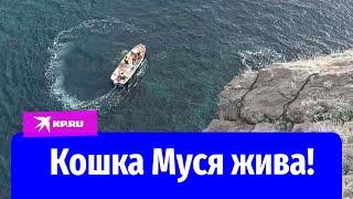 Выжила кошка, сброшенная с обрыва в Крыму