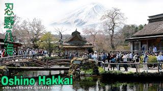 Oshino Hakkai - Top things to do around Fuji  忍野八海 - japan Walk video |#4k#忍野八海 #富士山 | Explore Japan