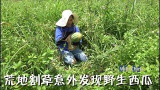 来这片荒地割草，够鸡和猪吃一整天，居然发现了野生西瓜，现场劈开太惊喜了