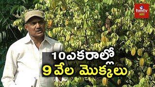 High Density Planting Techniques | Sandal Wood | Herbal Plants | hmtv Agri