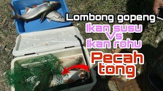 Ikan rohu vs ikan susu  tanjung tualang gopeng  #gopeng #tanjung tualang