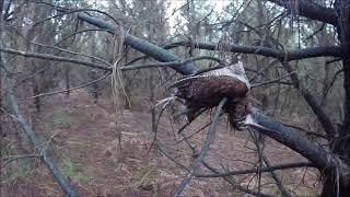 Chasse à la bécasse dans le Finistère , 2 ème rapport de Vaillant 14/11/2024