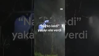 Cezaevine uyuşturucu sokan kedi yakalandı