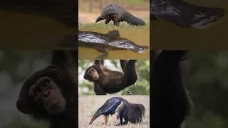 What do a chimp, a platypus, an anteater, and a pangolin have in common?