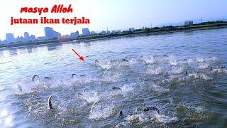 jutaan ikan terjala.. viral sekali tebar ratusan ekor || jala ikan di muara sampai dapat sekarung.