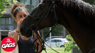 Best Of Horse Girl Pranks | Just For Laughs Gags