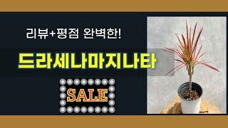 드라세나마지나타 추천 BEST 5 | 쇼핑팁스가 하나하나 분석해봤습니다.