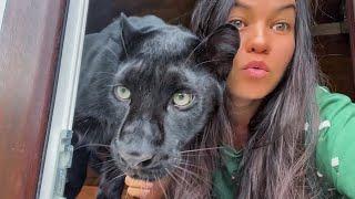 Luna the panther, Vika and Venza were left alone  Vova went on a business trip (ENG SUB)