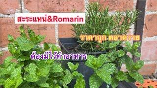 สะระแหน่กับโรมารา Romarin ต้องมีไว้ทำอาหาร @92wara