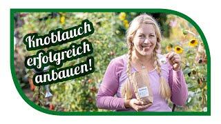 KNOBLAUCH PFLANZEN UND ANBAUEN –  9 Tipps für die erfolgreiche Ernte | Garlic