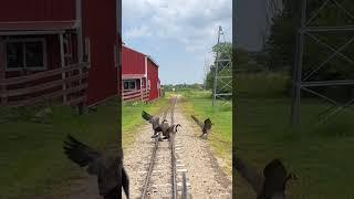 Tender ride on the 1919 at whiskey river railroad