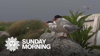 Sharing quarantine with endangered seabirds