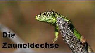 Eidechsen in Deutschland | Die Zauneidechse | Reptilien und Amphibien Folge 2