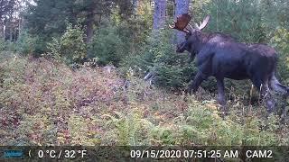 Moose montage from the southern edge of the Adirondacks