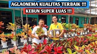 Aglaonema kualitas terbaik, banyak pilihan & promo abis !!!