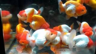 PINYO949 - BIG LION HEAD - GOLDFISH - 27-06-2011