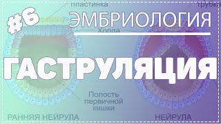 ГАСТРУЛЯЦИЯ / ЭМБРИОЛОГИЯ / Гистология #Эмбриология #Гистология