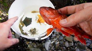 Beginner's luck in the winter sea!