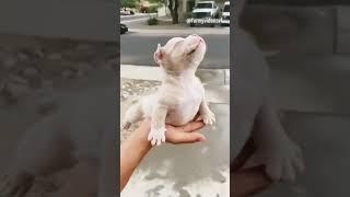funny happy dogs cats animals