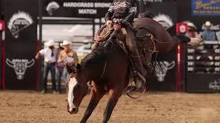 Blaze faced bay BUCKER | Hardgrass Ranch Broncs 2024