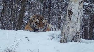 The King of Ussuri taiga and other gorgeous wild mammals of Russian reserves.