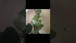 #short#youtubeshorts#terracegarden#homegarden#belpatra  meet my terrace garden vegetables and plants