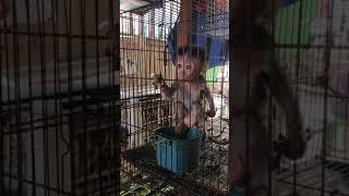 Jalan2 ke pasar burung liat Anak monyet kecil dan lucu